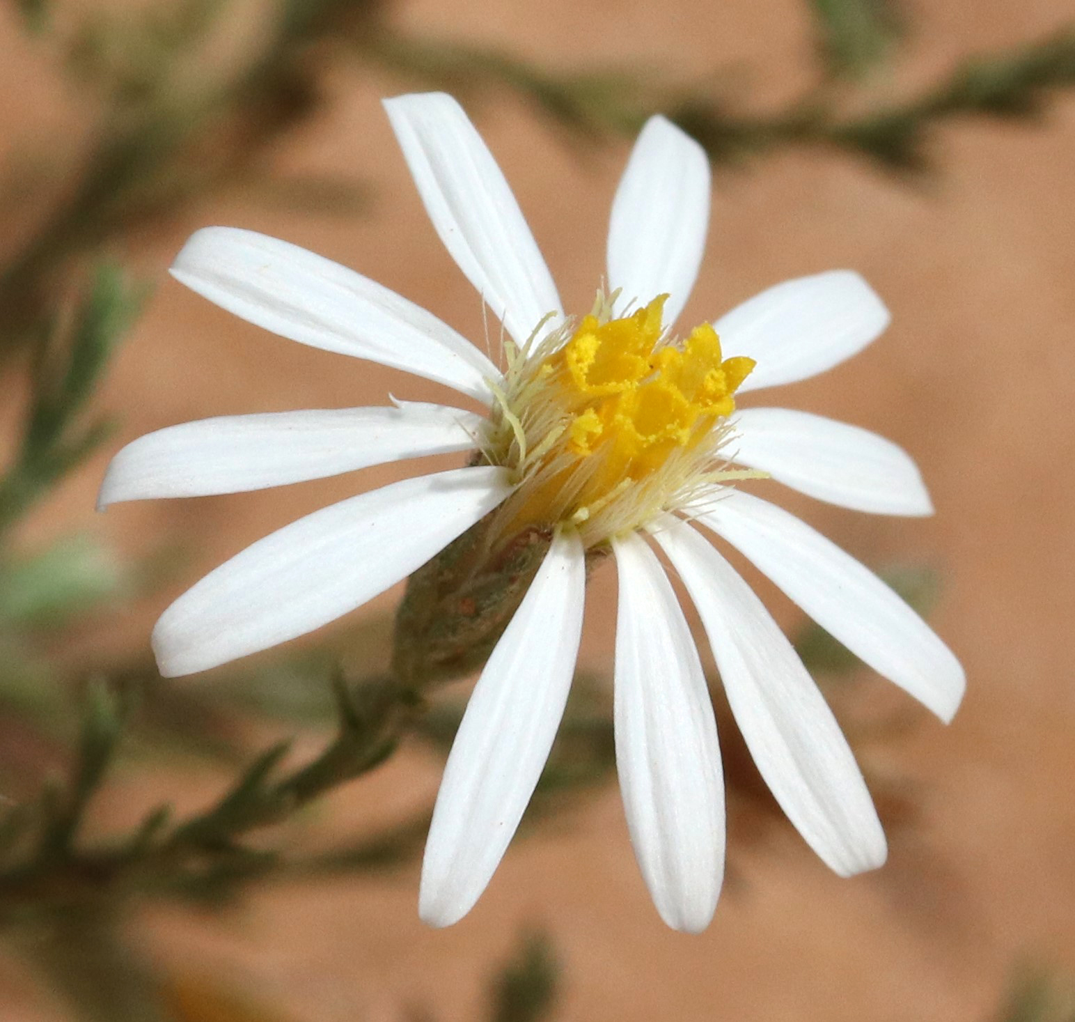 Chaetopappa ericoides