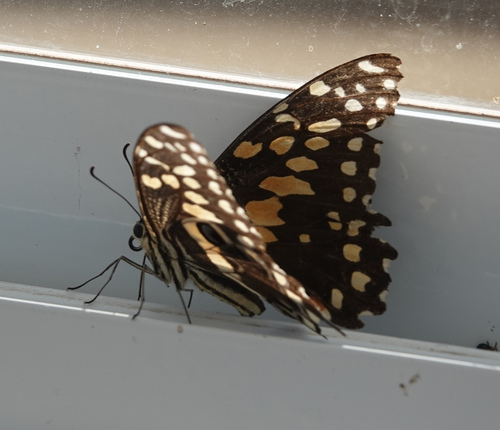 Citrus Swallowtail