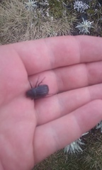 Scythrodes squalidus