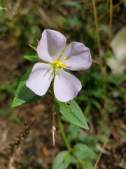 Pterolepis glomerata