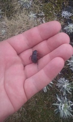 Scythrodes squalidus