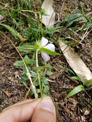 Pterolepis glomerata