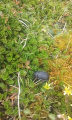 Scythrodes squalidus