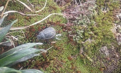 Scythrodes squalidus