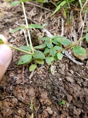 Pterolepis glomerata