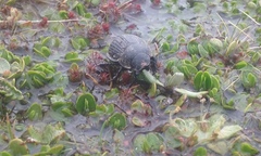 Scythrodes squalidus