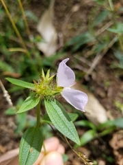 Pterolepis glomerata