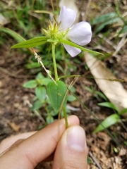 Pterolepis glomerata