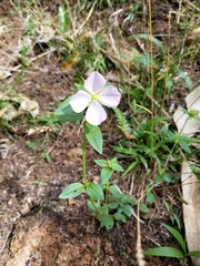 Pterolepis glomerata