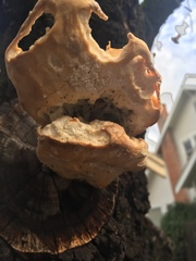 Laetiporus gilbertsonii