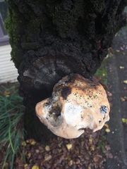 Laetiporus gilbertsonii
