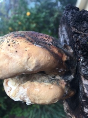 Laetiporus gilbertsonii