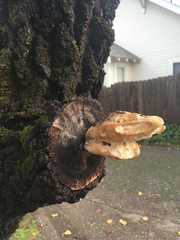 Laetiporus gilbertsonii