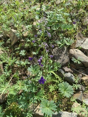 Delphinium multiplex