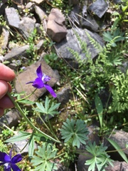 Delphinium multiplex