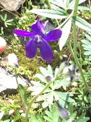 Delphinium multiplex