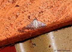 Glyphodes perspicualis