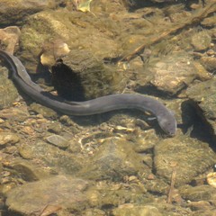 Anguilla dieffenbachii