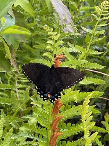 Appalachian Tiger Swallowtail photo 3