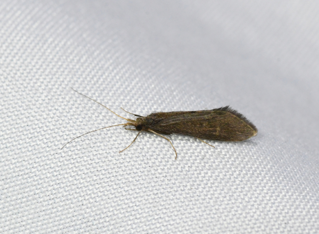 Hydrobiosidae from St Louis County, MN, USA on June 21, 2023 at 10:57 ...