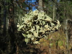 Ramalina sinensis