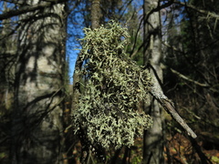 Ramalina vogulica