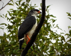 White-Browed Hawk photo 1
