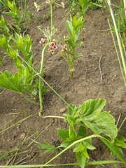 Pelargonium schlechteri