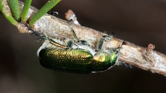 Diphucephala colaspidoides
