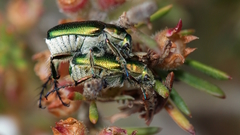 Diphucephala colaspidoides