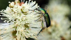 Diphucephala colaspidoides