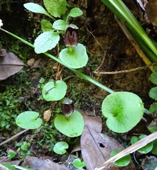 Corybas orbiculatus