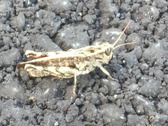 Calliptamus madeirae