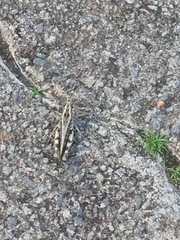 Calliptamus madeirae