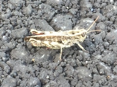 Calliptamus madeirae