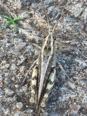 Calliptamus madeirae