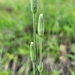 Drummond's Campion - Photo (c) Samuel Brinker, some rights reserved (CC BY-NC), uploaded by Samuel Brinker