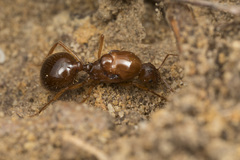 Aphaenogaster longiceps