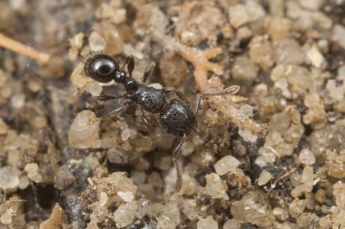Tetramorium confusumTetramorium confusum