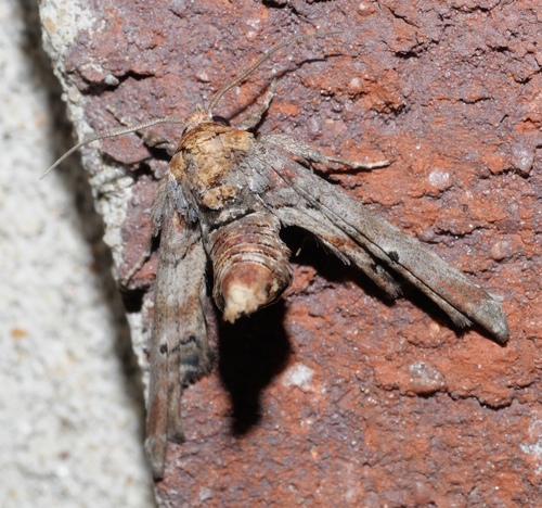 Dark Marathyssa Moth photo 6