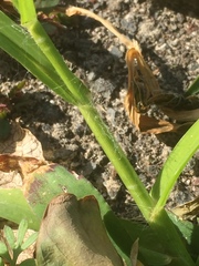 Brachypodium distachyon