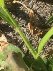 Brachypodium distachyon