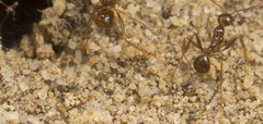 Aphaenogaster longiceps
