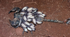 Hormuridae