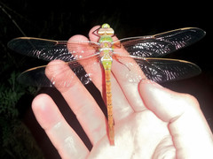 Anax speratus