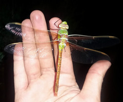 Anax speratus
