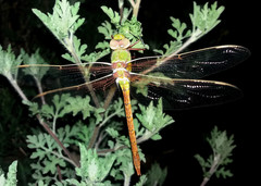 Anax speratus