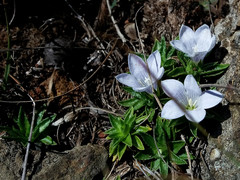 Craterocapsa tarsodes