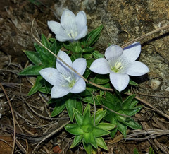 Craterocapsa tarsodes
