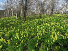 Corydalis bracteata